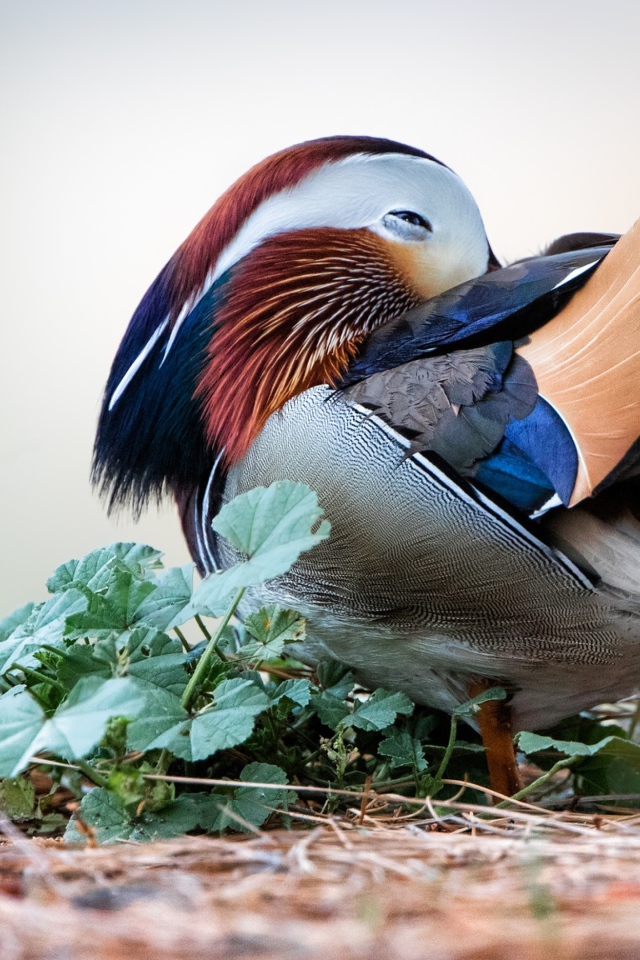 Спящая разноцветная уточка мандаринка 