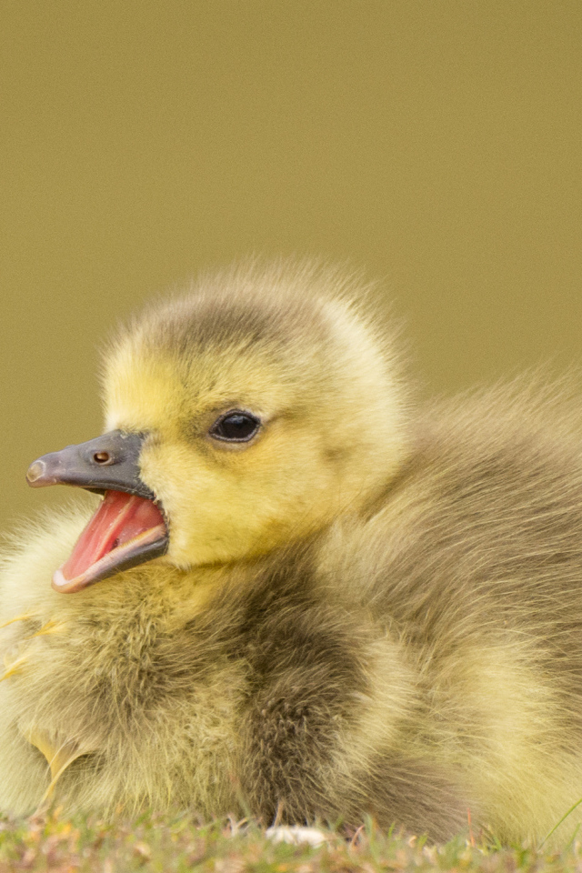 Маленький утенок с открытым клювом