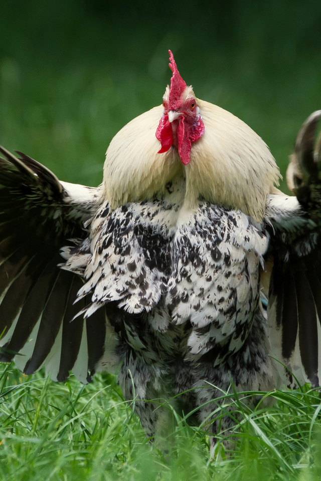 Большой петух расправил крылья