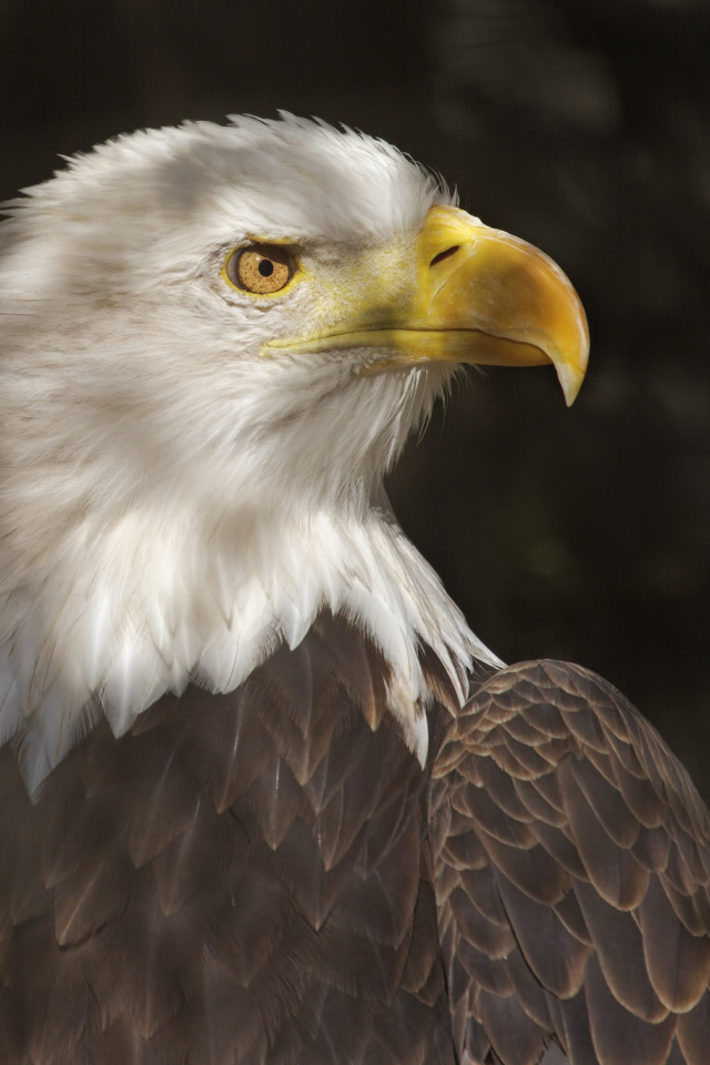 Хищный белоголовый орлан 