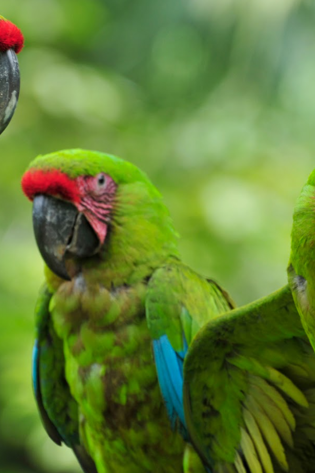 Три зеленых малый солдатских ара на ветке 