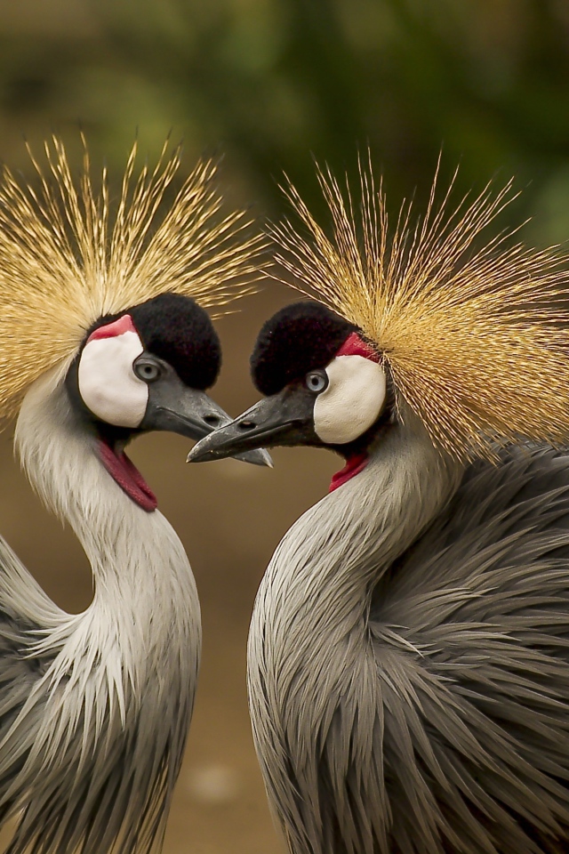 Два красивых венценосных журавля