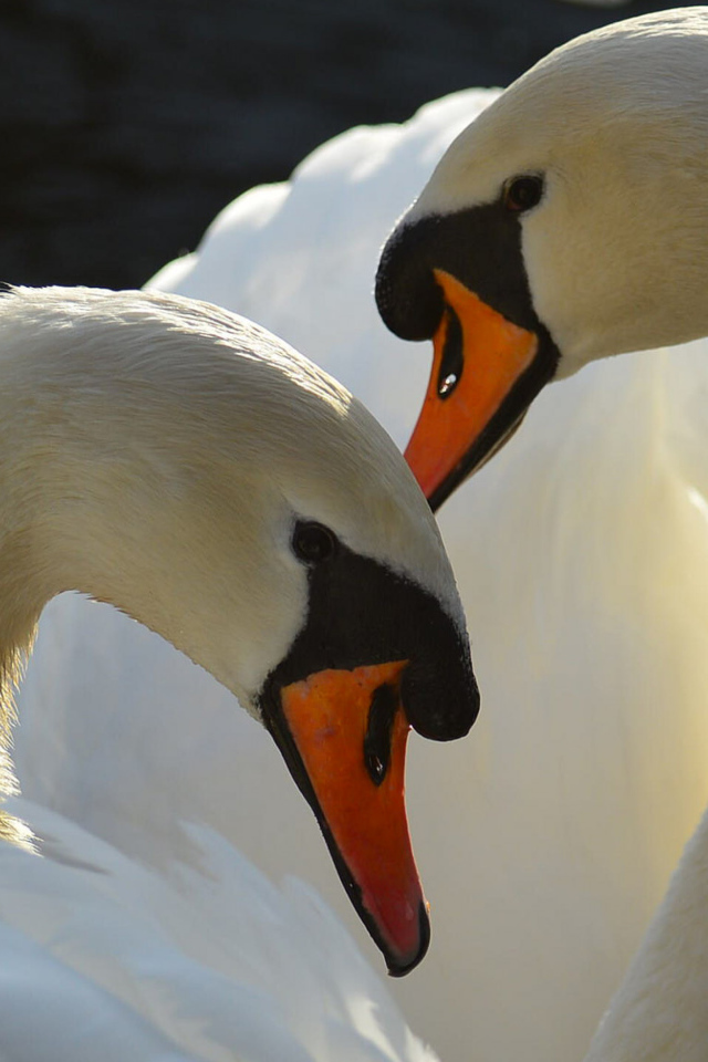 Два больших белых лебедя