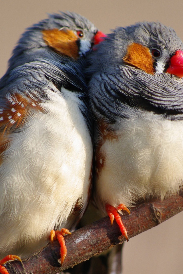 Две милых канарейки на ветке дерева