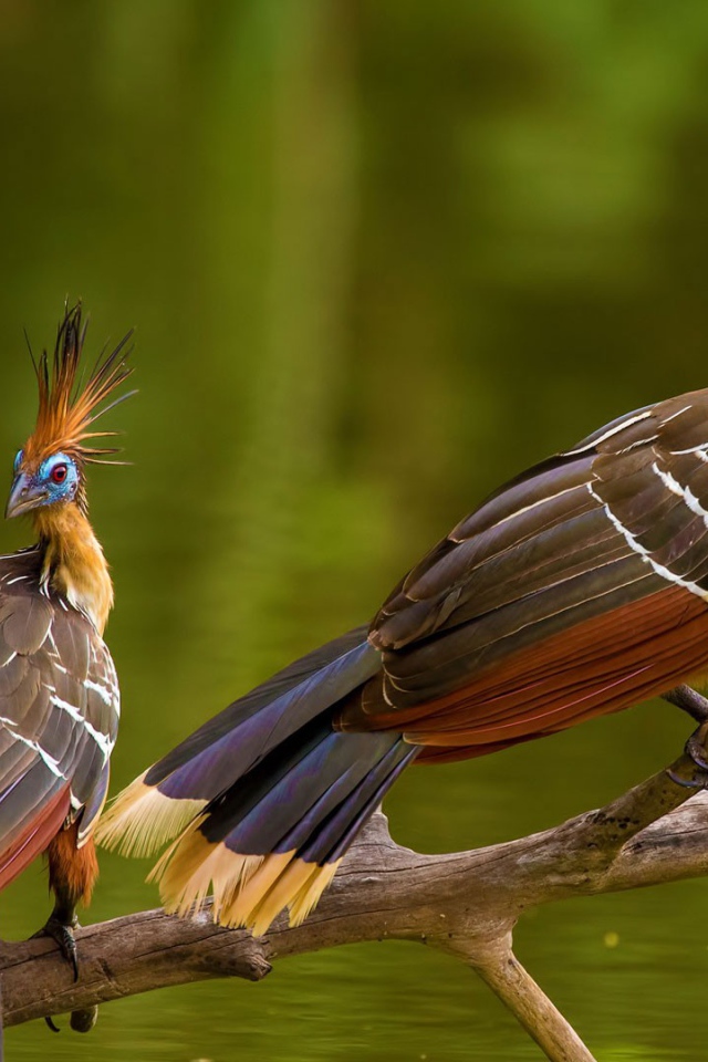 Две забавные тропические птицы Гоацин на ветке 