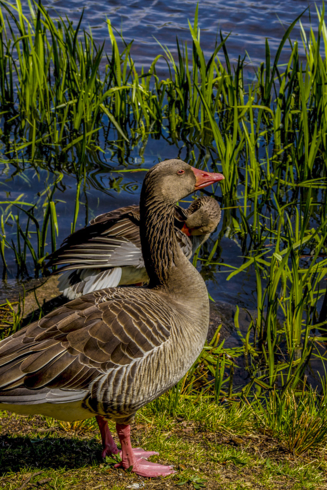 Два больших серых гуся у водоема