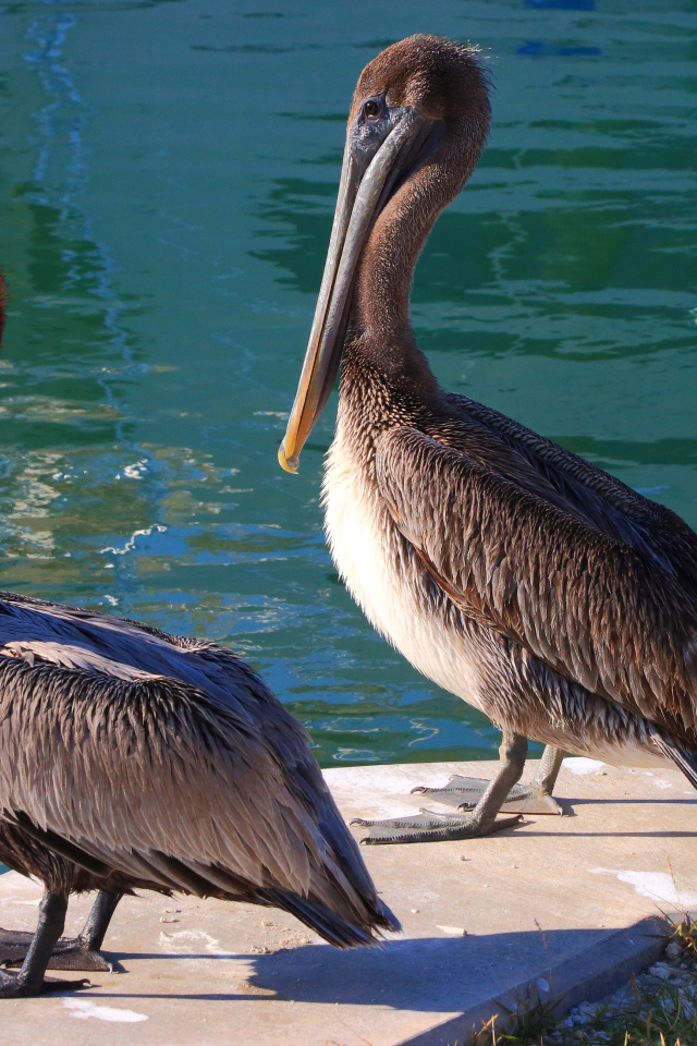 Два больших серых пеликана стоят у воды