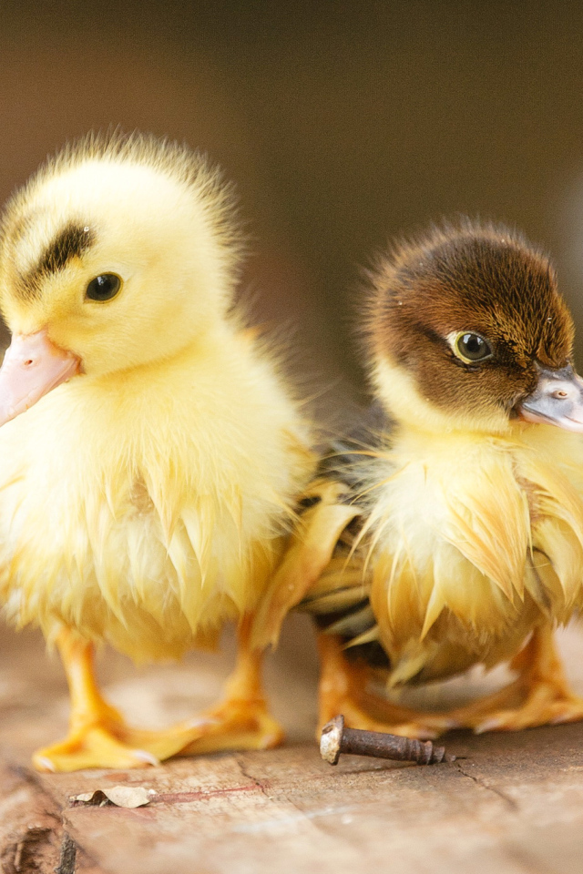 Два маленьких милых мокрых утенка