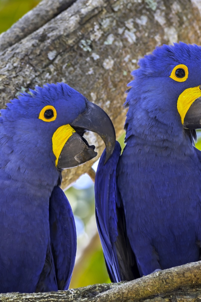 Два попугая породы гиацинтовый ара сидят на ветке