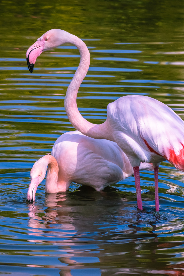 Два розовых фламинго купаются в воде