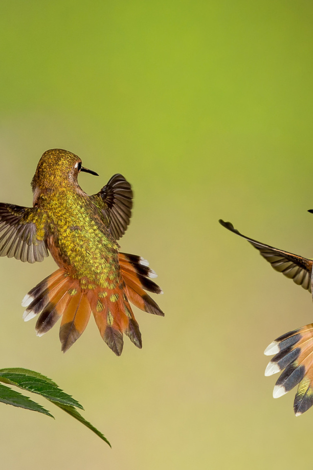 Две маленьких птицы колибри у цветка 