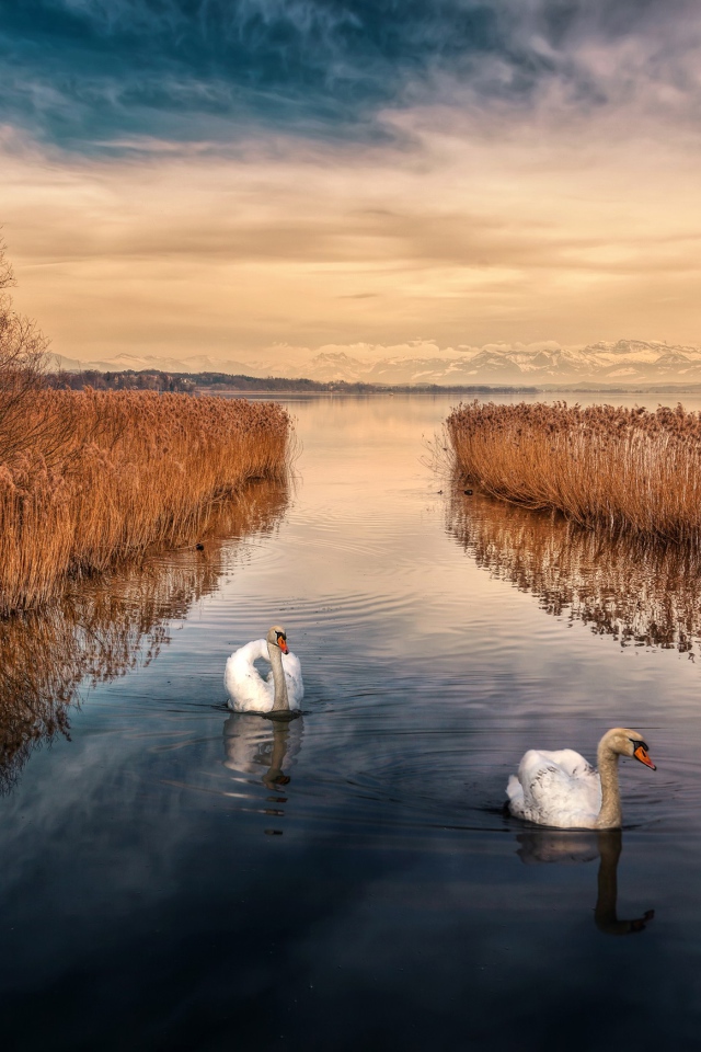 Два белых лебедя плывут по реке 