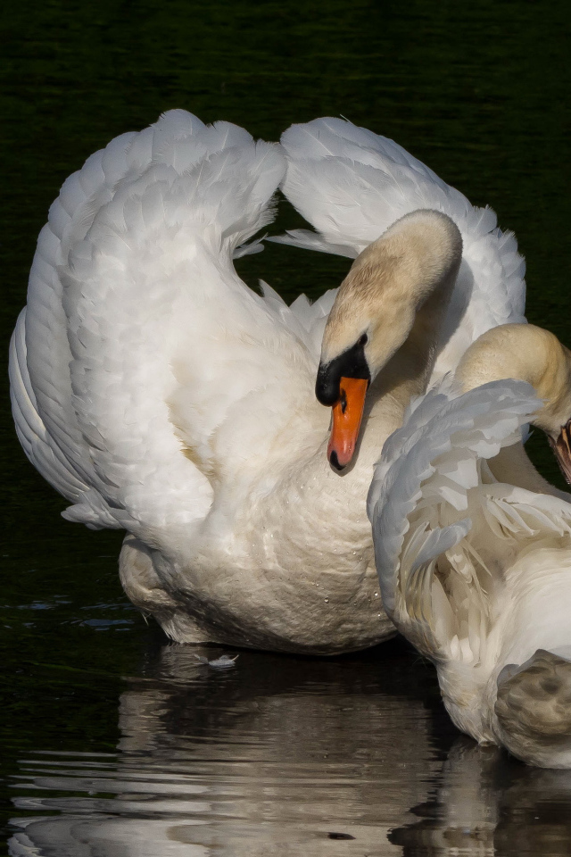 Два белых лебедя в водоеме