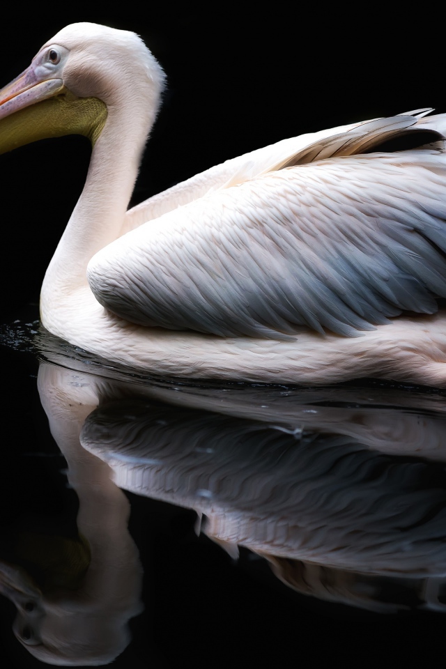 Белый пеликан отражается в воде на черном фоне