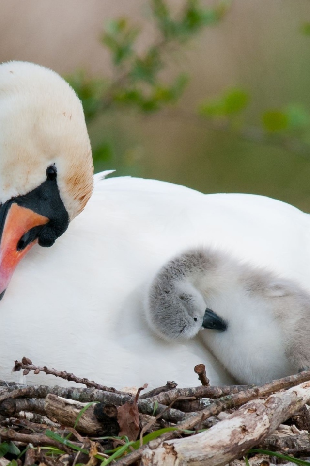 Белый лебедь в гнезде с маленькими птенцами 