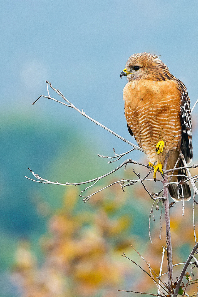 Желтый хищный ястреб сидит на ветке 