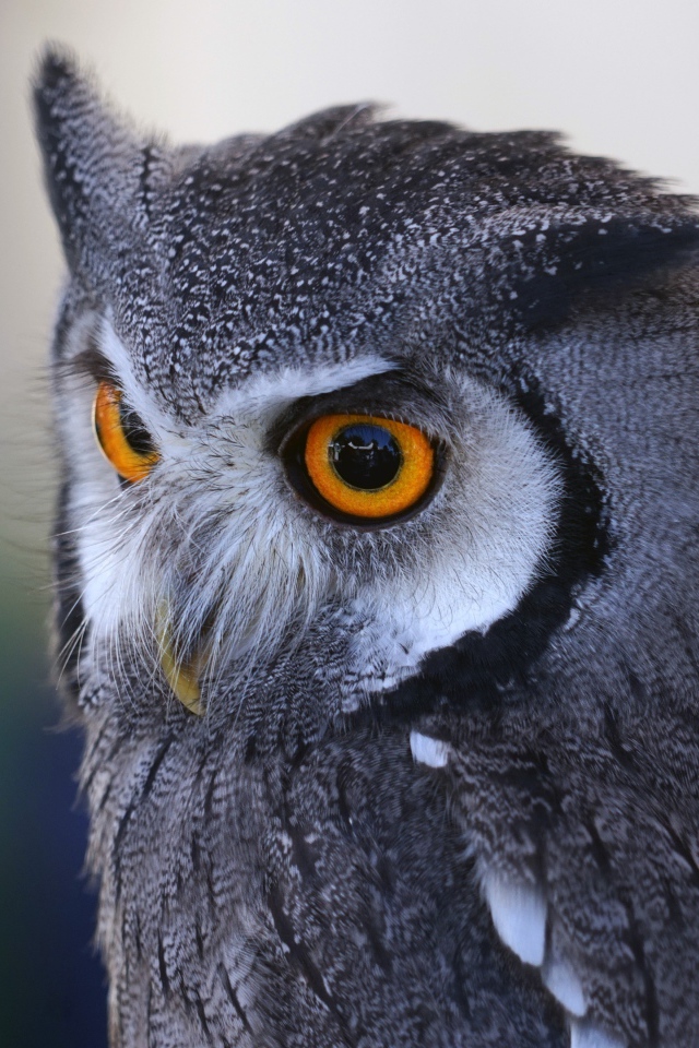 Большая серая сова с большими желтыми глазами 