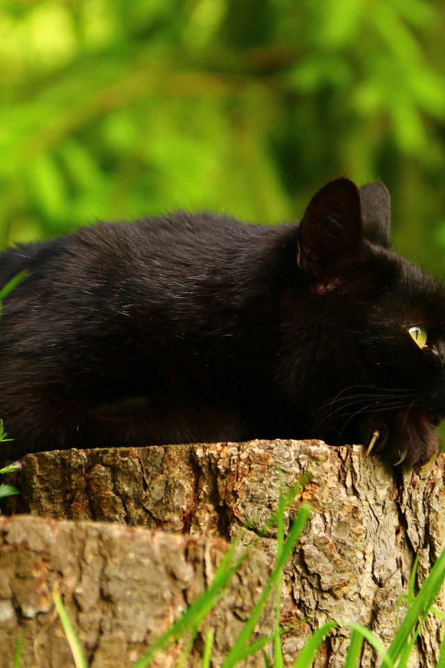 Красивый черный кот лежит на пне 