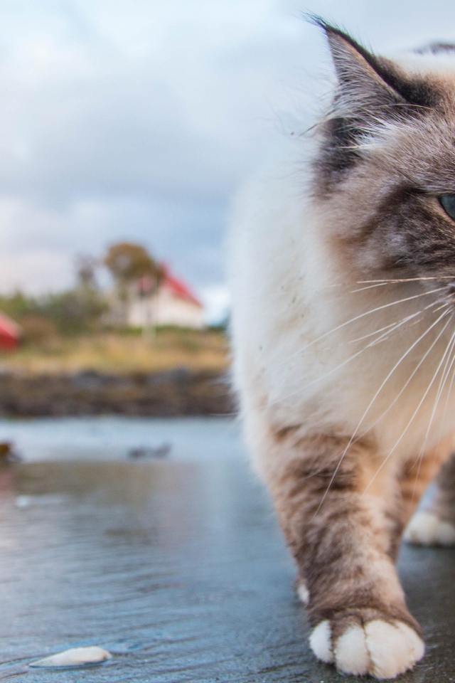 Красивый голубоглазый кот идет по мокрой земле 