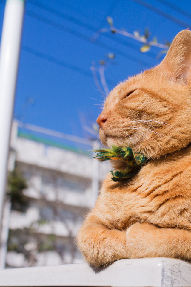 Красивый рыжий кот греется на солнце