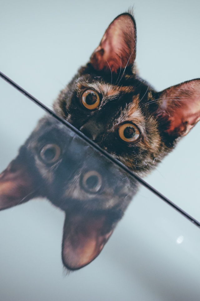 Любопытный кот отражается в поверхности стола