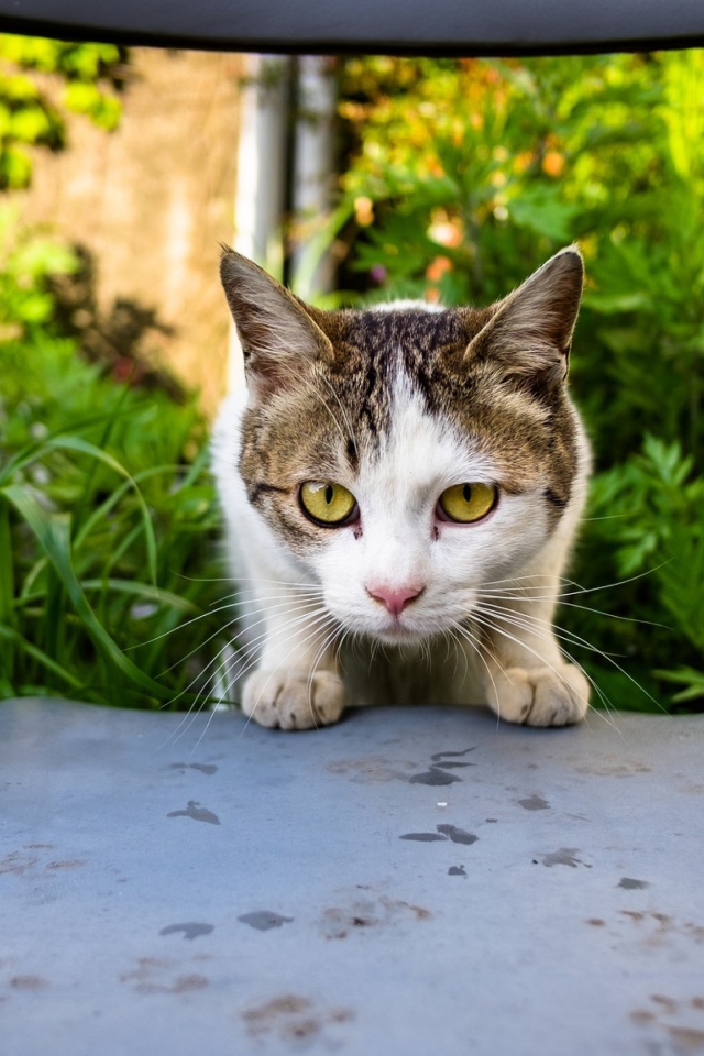 Испуганная кошка сидит на стуле