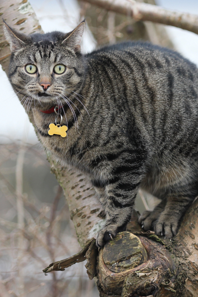 Испуганный серый кот сидит на дереве