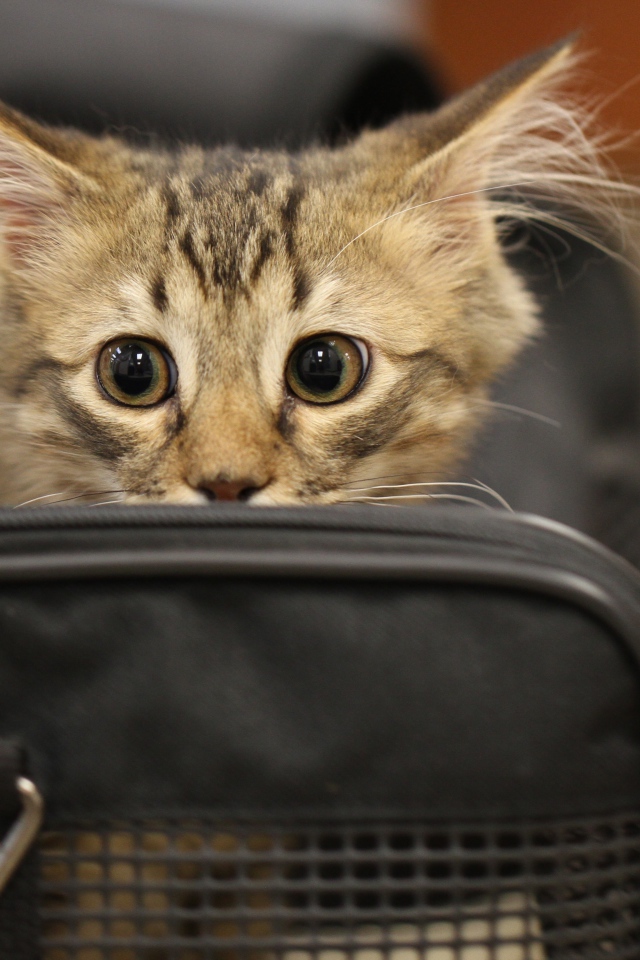 Испуганный серый котенок в черной сумке 