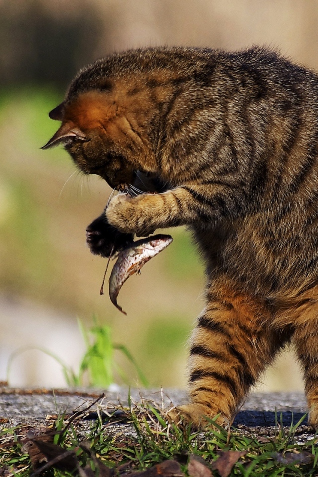 Серый кот поймал маленькую рыбу 