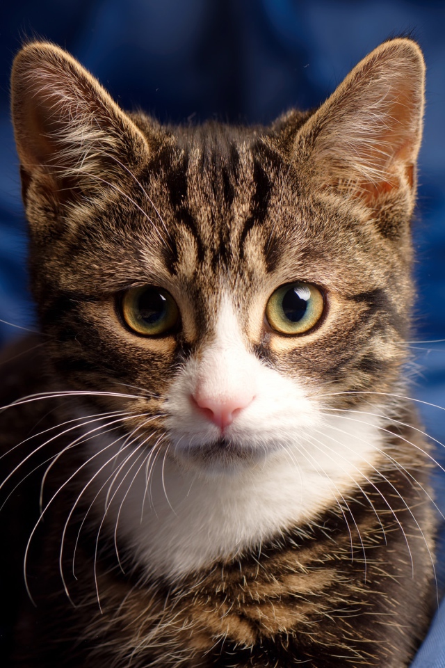 Серая кошка сидит на голубом покрывале 