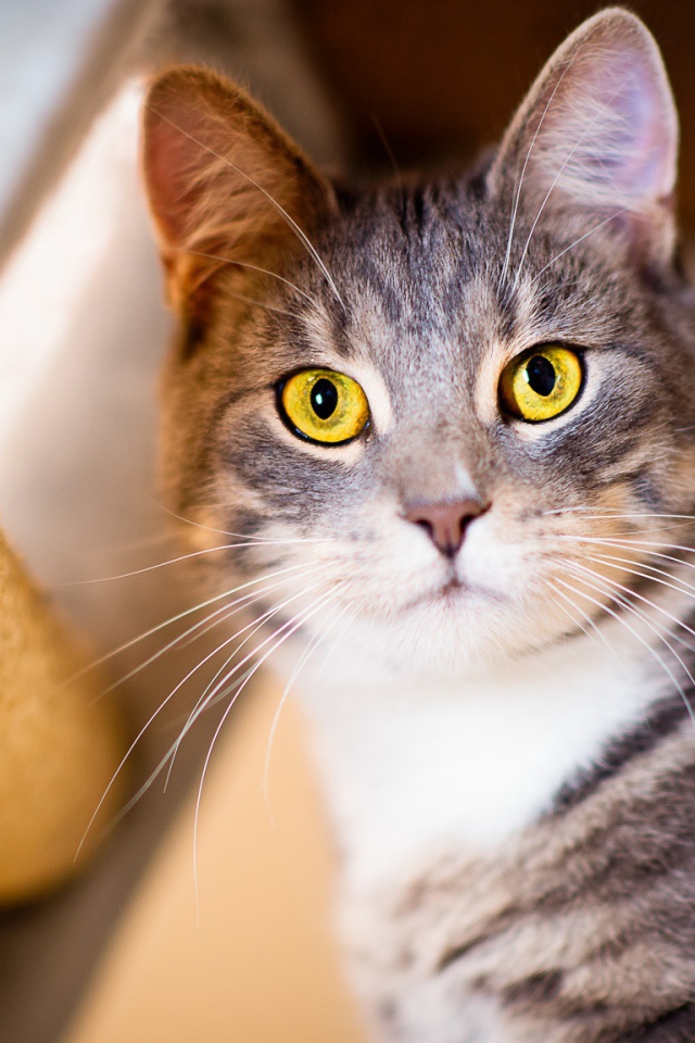 Взгляд серого кота с большими желтыми глазами