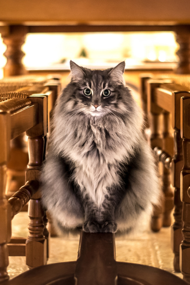 Большой серый кот сидит под столом 