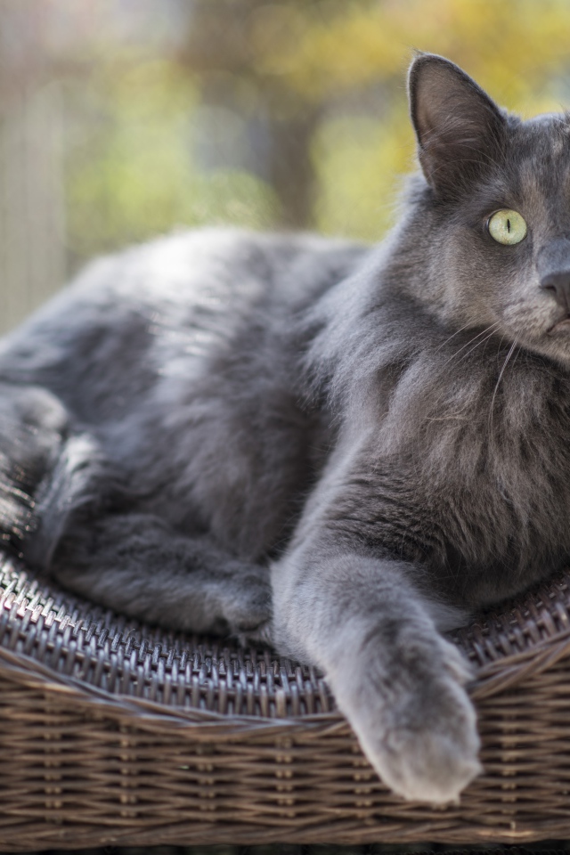 Большой зеленоглазый пепельный кот лежит на спинке кресла