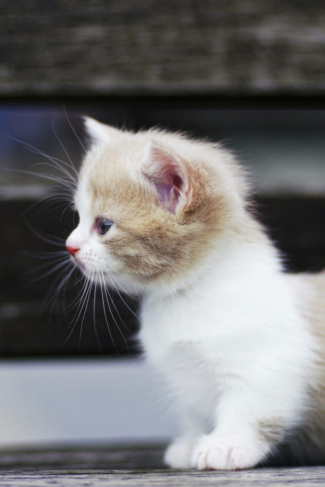 Маленький забавный коротколапый котенок