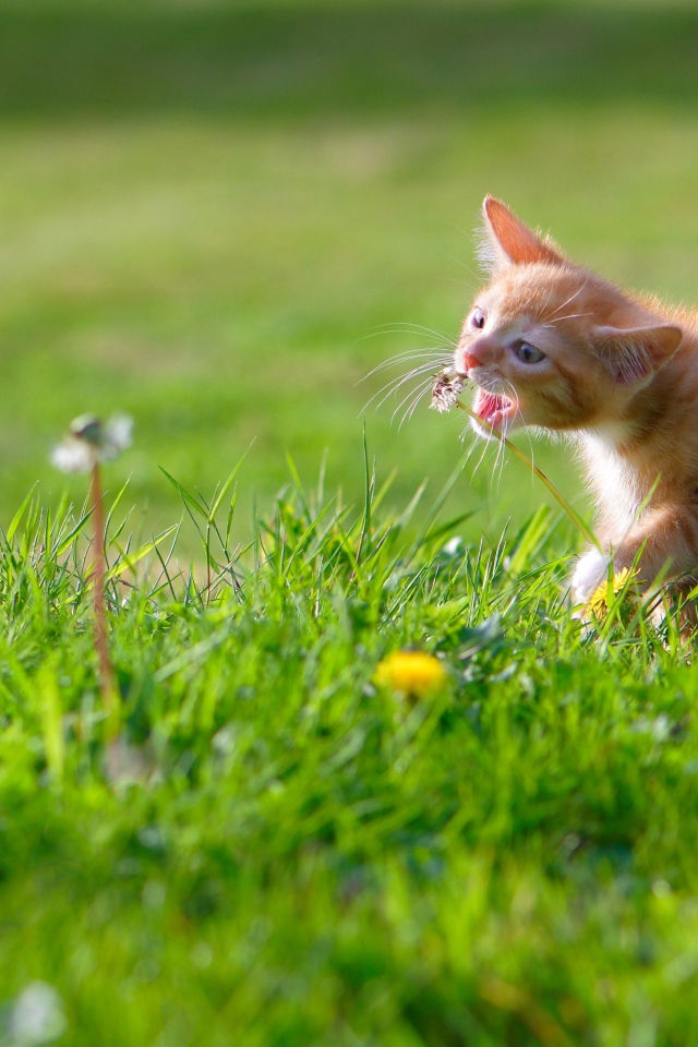 Маленький рыжий котенок играет с цветком одуванчика