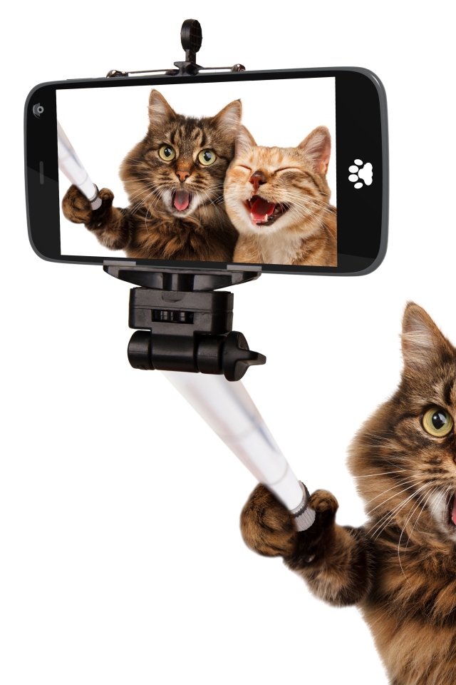 Рыжий и серый кот делают селфи на белом фоне