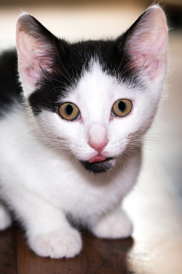 Маленький черно-белый котенок с высунутым языком