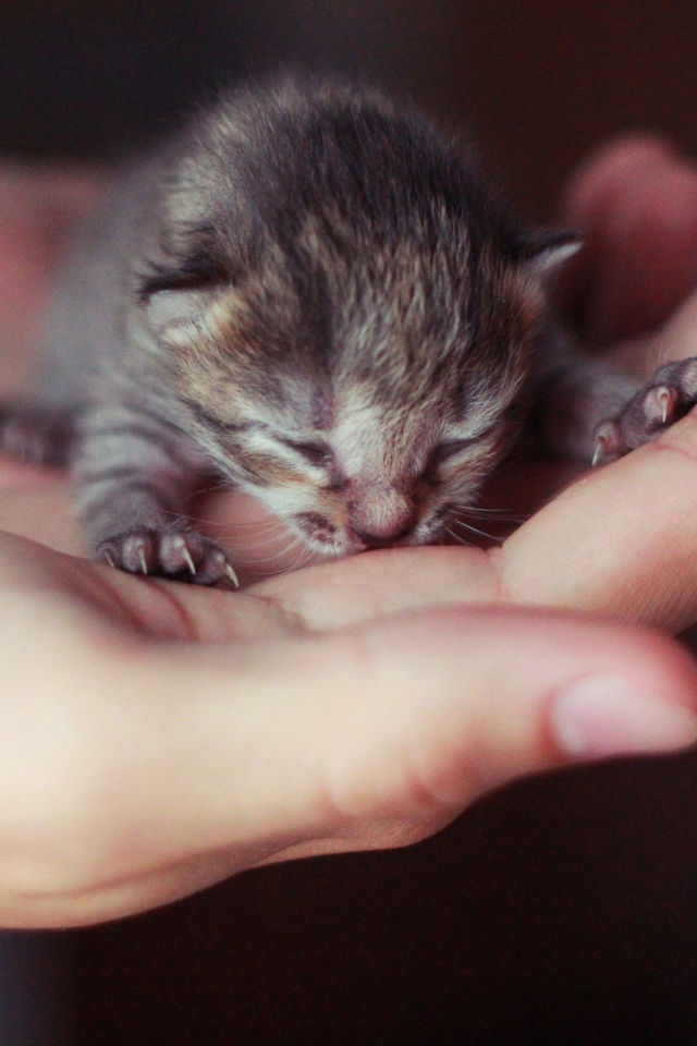 Маленький серый слепой котенок на ладонях