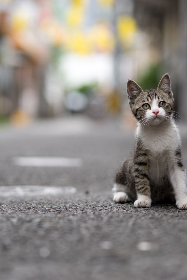 Маленький серый котенок сидит на дороге