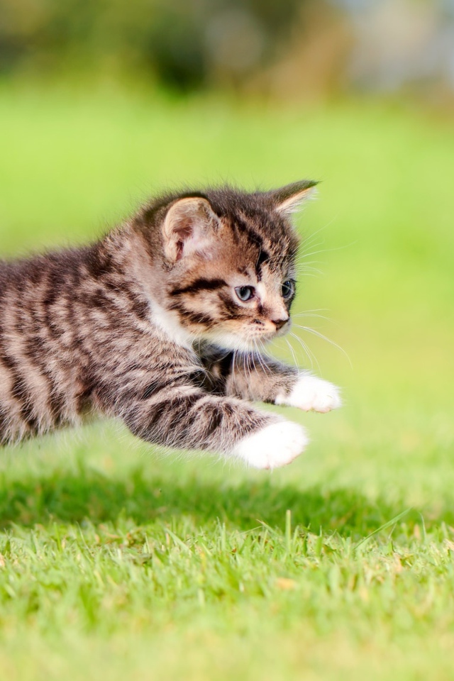 Маленький серый котенок бежит по зеленой траве 