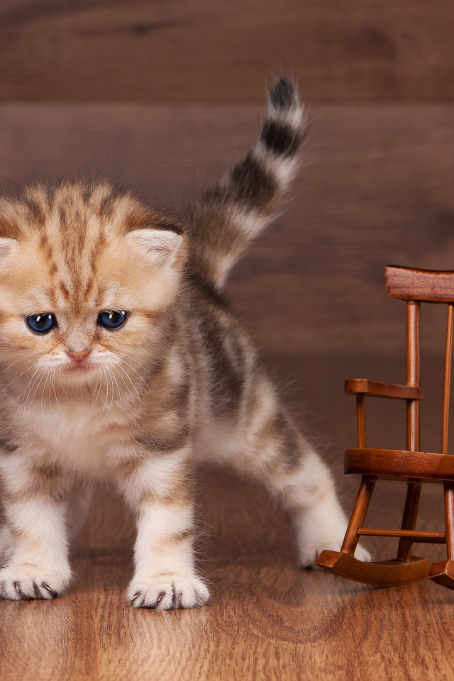 Маленький котенок рядом с игрушечным деревянным креслом
