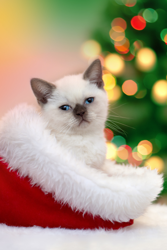 Маленький котенок сидит в шапке Санта Клауса на новый год