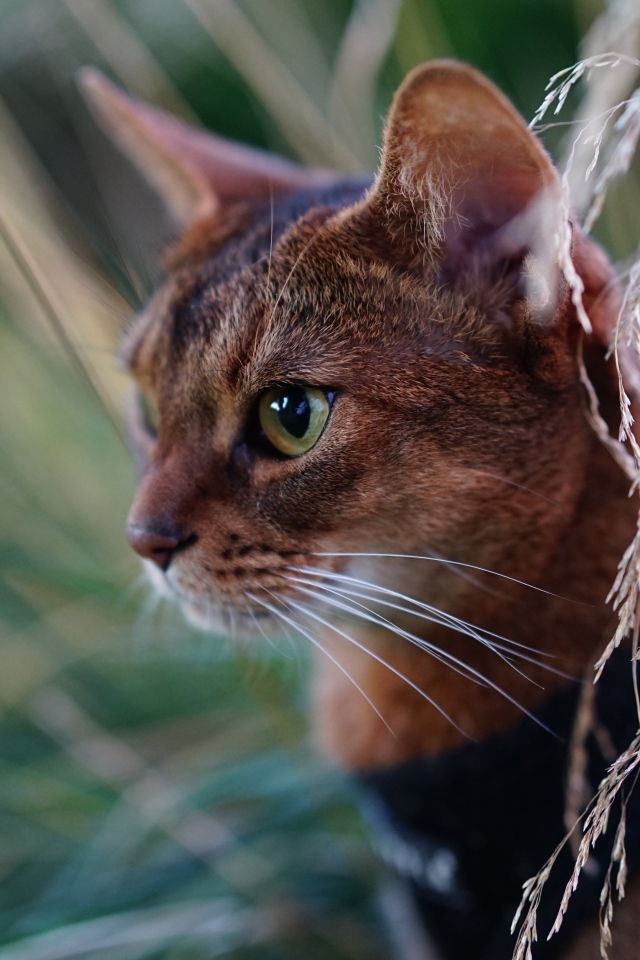 Красивая абиссинская короткошерстная кошка