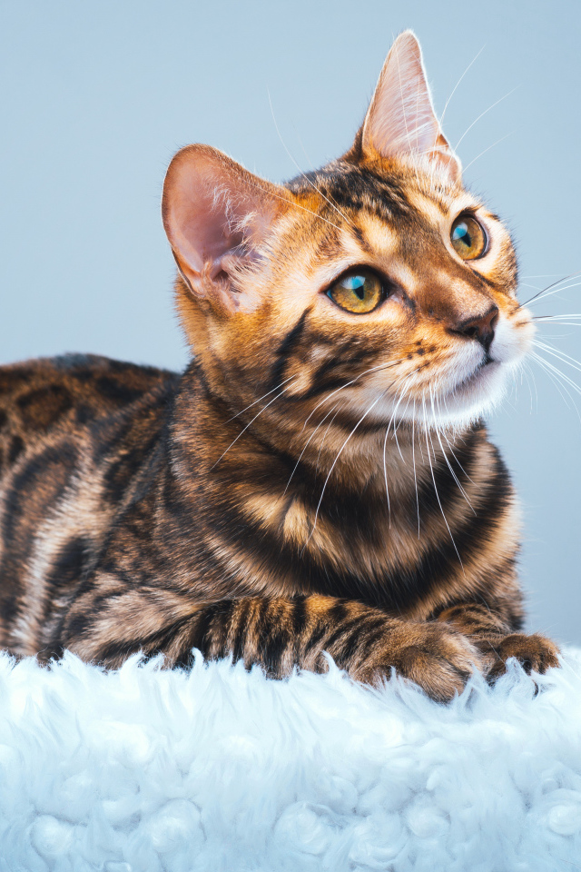 Красивая бенгальская кошка смотрит заинтересованным взглядом