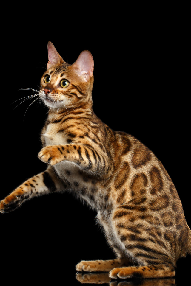 Красивая Бенгальская кошка на черном фоне