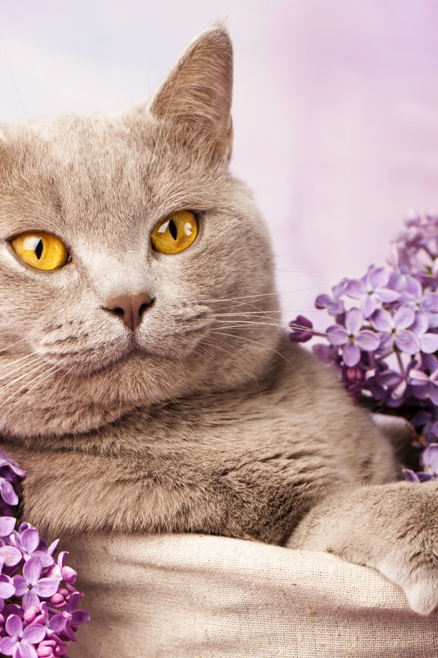 Красивый британский кот с цветами сирени
