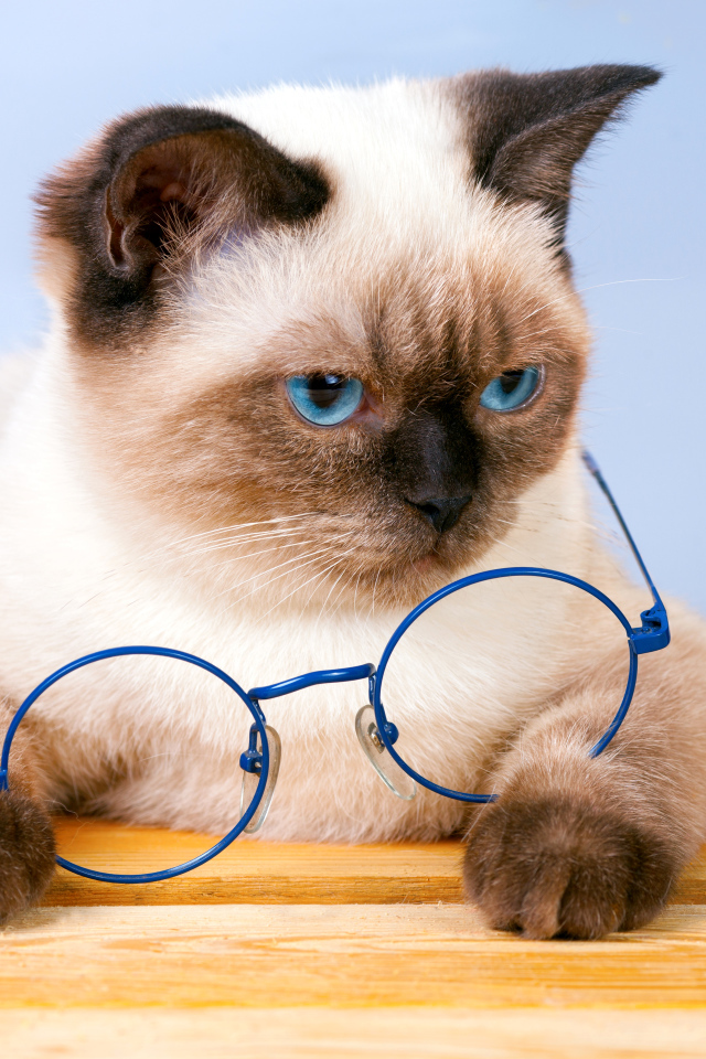 Красивый сиамский кот с синими очками