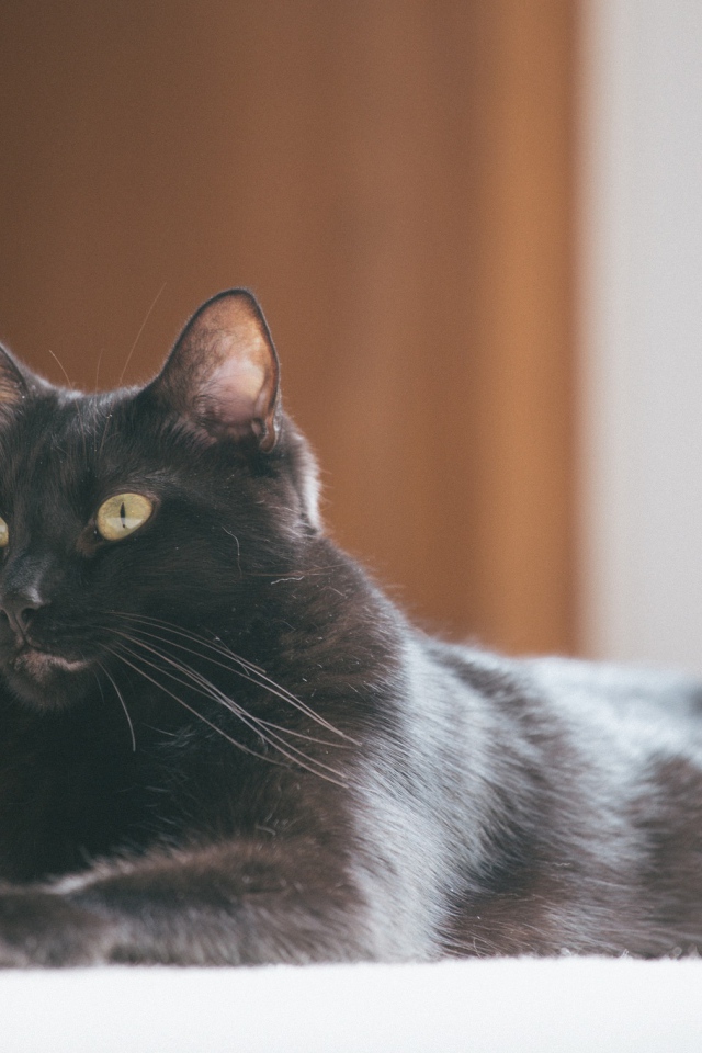 Красивый черный кот с блестящей шерстью