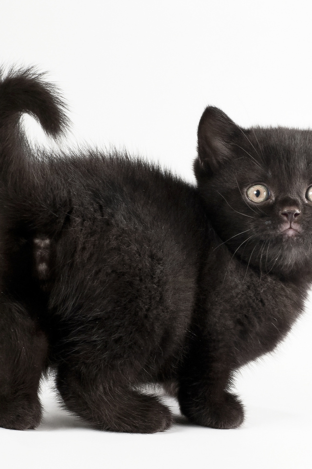 Красивый черный котенок на белом фоне