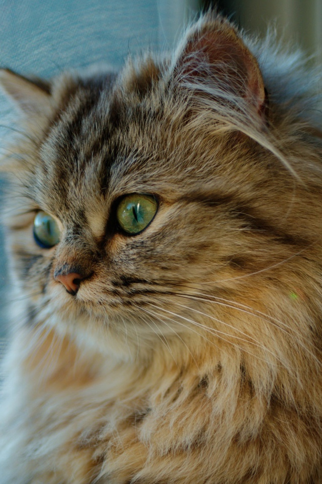 Красивый пушистый зеленоглазый кот смотрит в окно